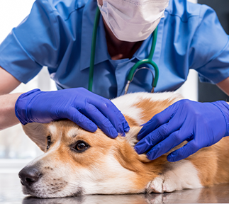 Imagem Intervencionista